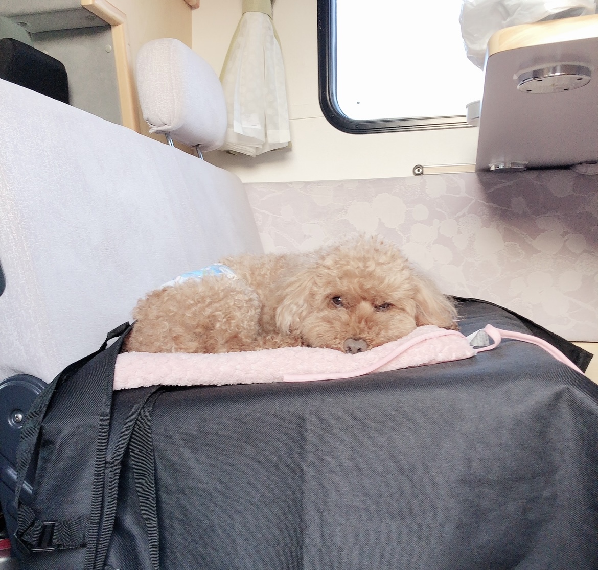 愛犬と一緒に車中泊できる幸せ 冬の車中泊における５つの寒さ対策をご紹介