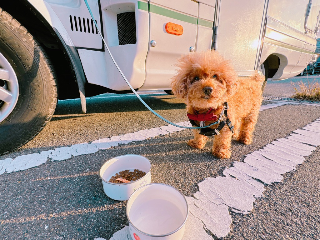 わんちゃんがキャンピングカーの外でご飯を食べている