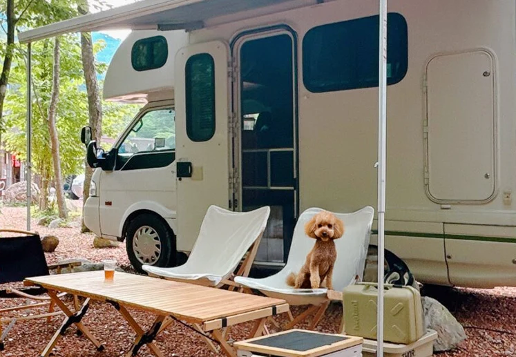 キャンピングカーと犬